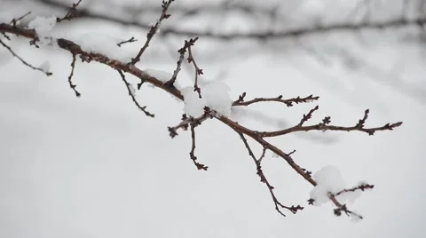 Winter branches with a lot of snow Stock Footage 46550823