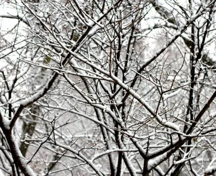 Winter branches Stock Photos
