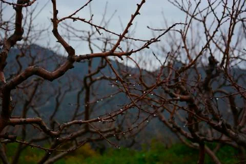 Winter Branches Stock Photos