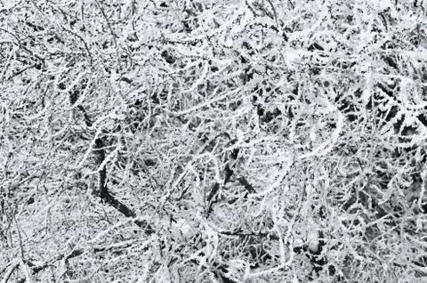 Winter Branches Stock Photos
