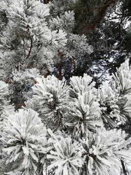 Winter branches of pine with frost and snow Stock Photos