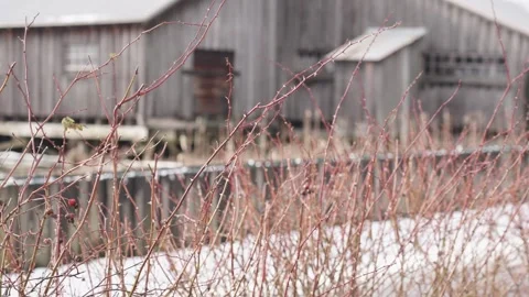 Winter Branches with Rustic Barn and Snowy Ground Landscape Stock Footage 271198418