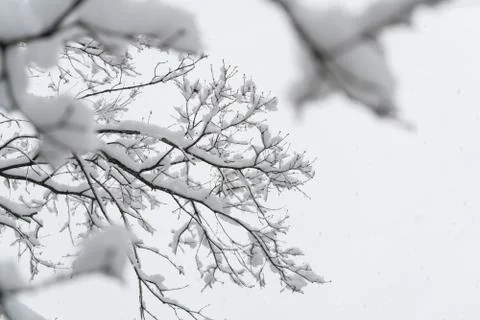 Winter branches of tree covered with snow background Stock Photos