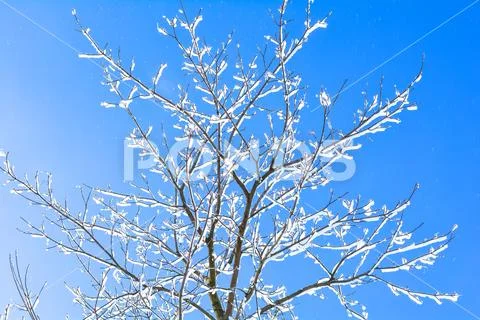 Winter branches of trees in frost snow flakes Stock Photos