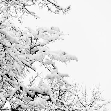 Winter branches of trees in snow Stock Photos