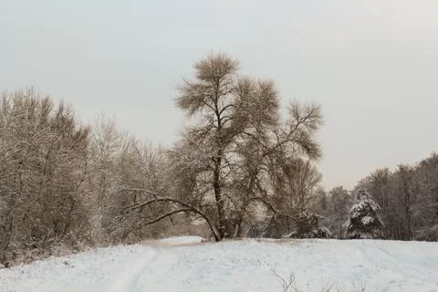 Winter bright background. Stock Photos