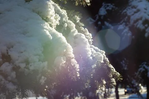 Winter bright background with snow-covered pine branches in the sun. Natural Stock Photos