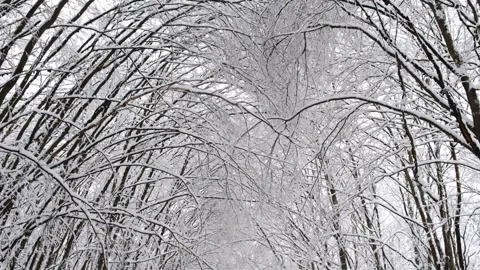 Winter bright background with snowy pine branches in the sun. Stock Footage 255736556