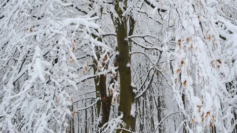 Winter bright background with snowy pine branches in the sun. Stock Footage 255736790