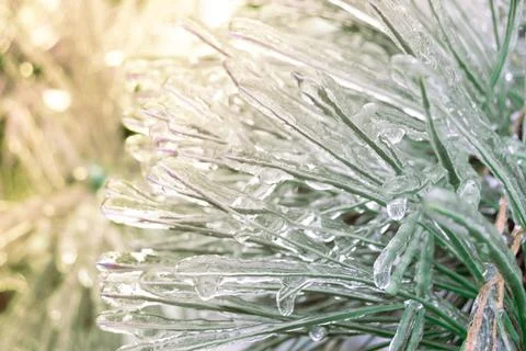 Winter bright background with snowy pine branches in the sun. Natural bright  Foto stock