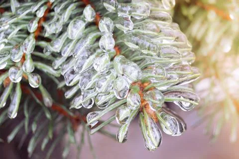 Winter bright background with snowy pine branches in the sun. Natural bright  스톡 사진