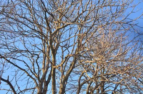 Winter. Bright sun illuminates bare trees against blue sky Stock Photos