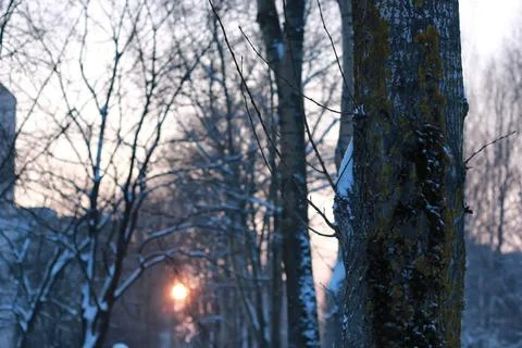 Winter broken branch tree sky various objects of the winter season and lan... Foto stock