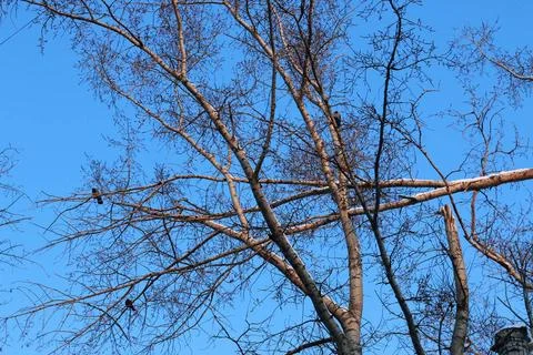 Winter broken branch tree sky various objects of the winter season and lan... Foto stock