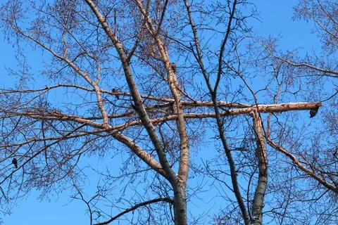 Winter broken branch tree sky various objects of the winter season and lan... Foto stock