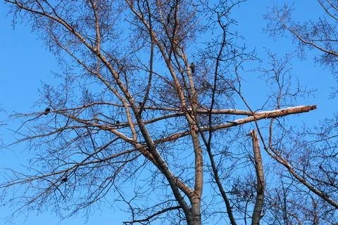 Winter broken branch tree sky Stock Photos