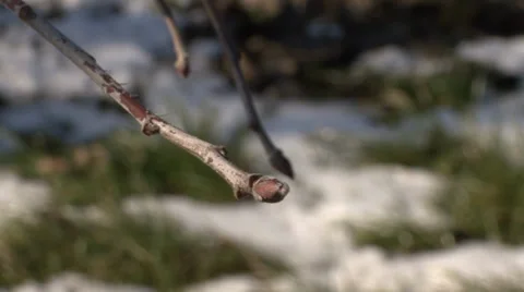 Winter bud on the apple branch Vídeo Stock 36992491