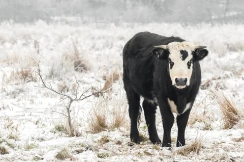 Winter bull Stock Photos