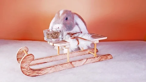 Winter bunny cute lop rabbit video Stock Footage 110618628