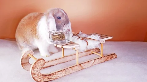 Winter bunny cute lop rabbit video Stock Footage 110618764