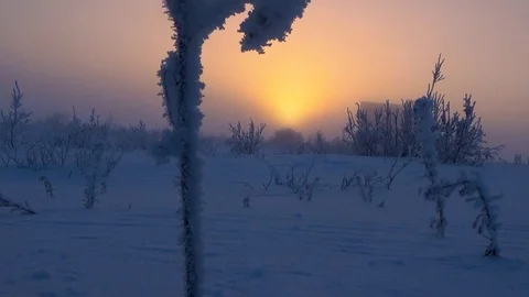 Winter bush on the background of the sun Video stock 99411332