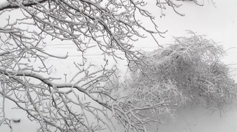 Winter bush in the wind Stock Footage 1087459