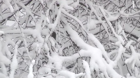 Winter bush in the wind Stock Footage 1087463