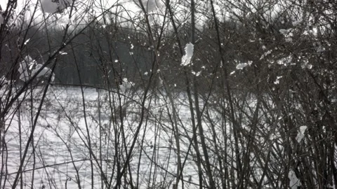 Winter bushes and grass under snow Stock Footage 107933368