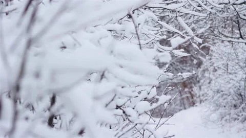 Winter bushes Stock Footage 121475681