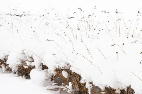 Winter bushes in the Park under a large layer of snow Stock Photos