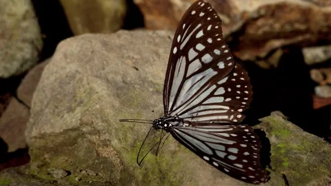 Winter butterfly drying wings on forest floor. Stock Footage 328244459