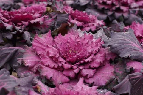 Winter Cabbage Foto stock