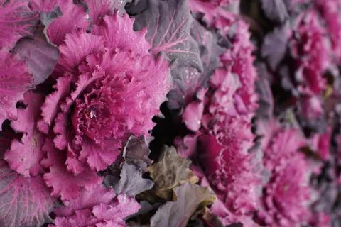 Winter Cabbage Fotos de archivo