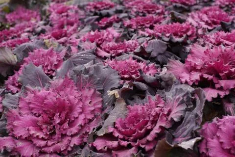 Winter Cabbage 스톡 사진