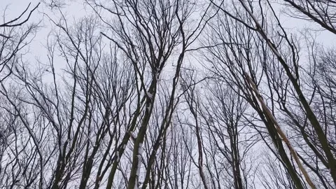 Winter calm Stock Footage 263415378