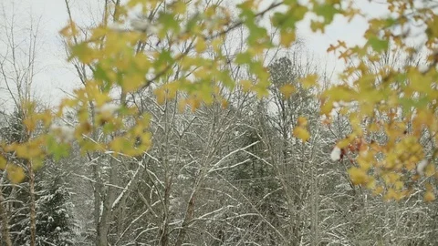 Winter came, first snow. - transition between autumn and winter in Northern Video stock 88067615