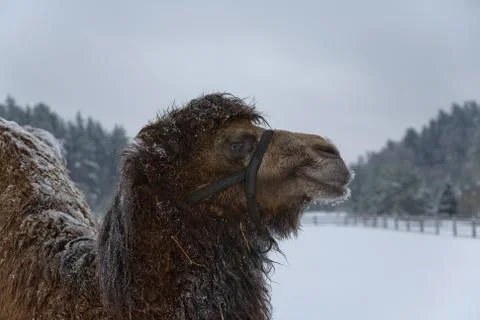 Winter camel Stock Photos