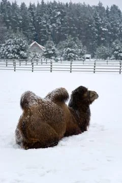 Winter camel Stock Photos