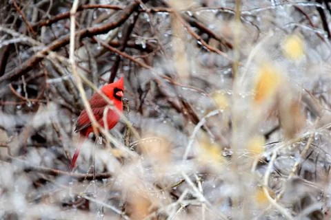 Winter Cardinal Stock Photos