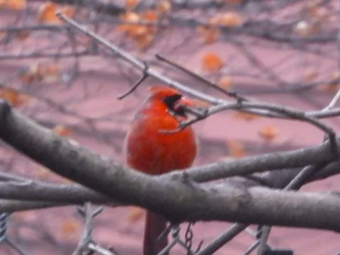 Winter cardinal Stock Photos