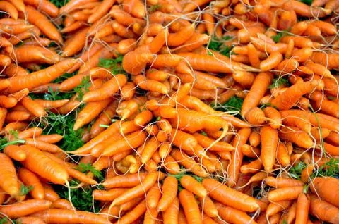 Winter carrots Stock Photos