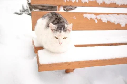 Winter, cat on a bench in the snow. Stock Photos
