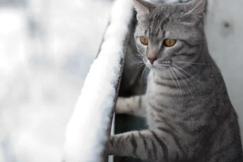 Winter cat Stock Photos