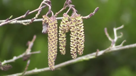 Winter Catkins of Alder Tree Gracefully Blowing in the Wind Video stock 48667515