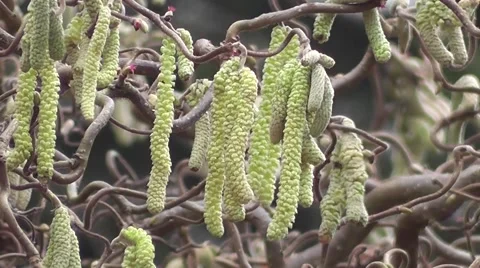 Winter Catkins of Unusual Corkscrew Hazel Tree Stock-Footage 48668913