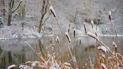 Winter Cattails (Typha latifolia) Covered in Snow, Swaying in a Marsh Amid Cold Stock Footage 309307599