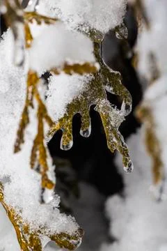 Winter cedar Stock-Fotos