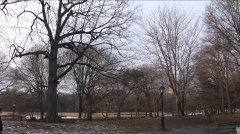 Winter in Central Park 库存影片 454241