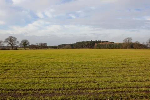 Winter cereal fields Stock Photos
