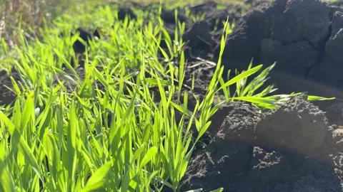 Winter cereal seedlings in the field Vídeo Stock 346722088